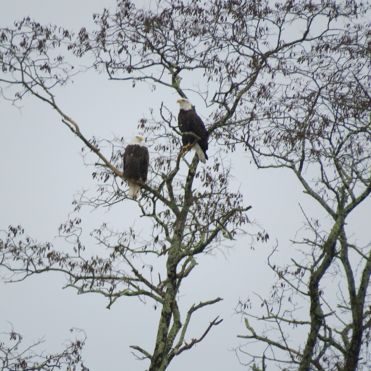 hvithodehavørn - ML646861581