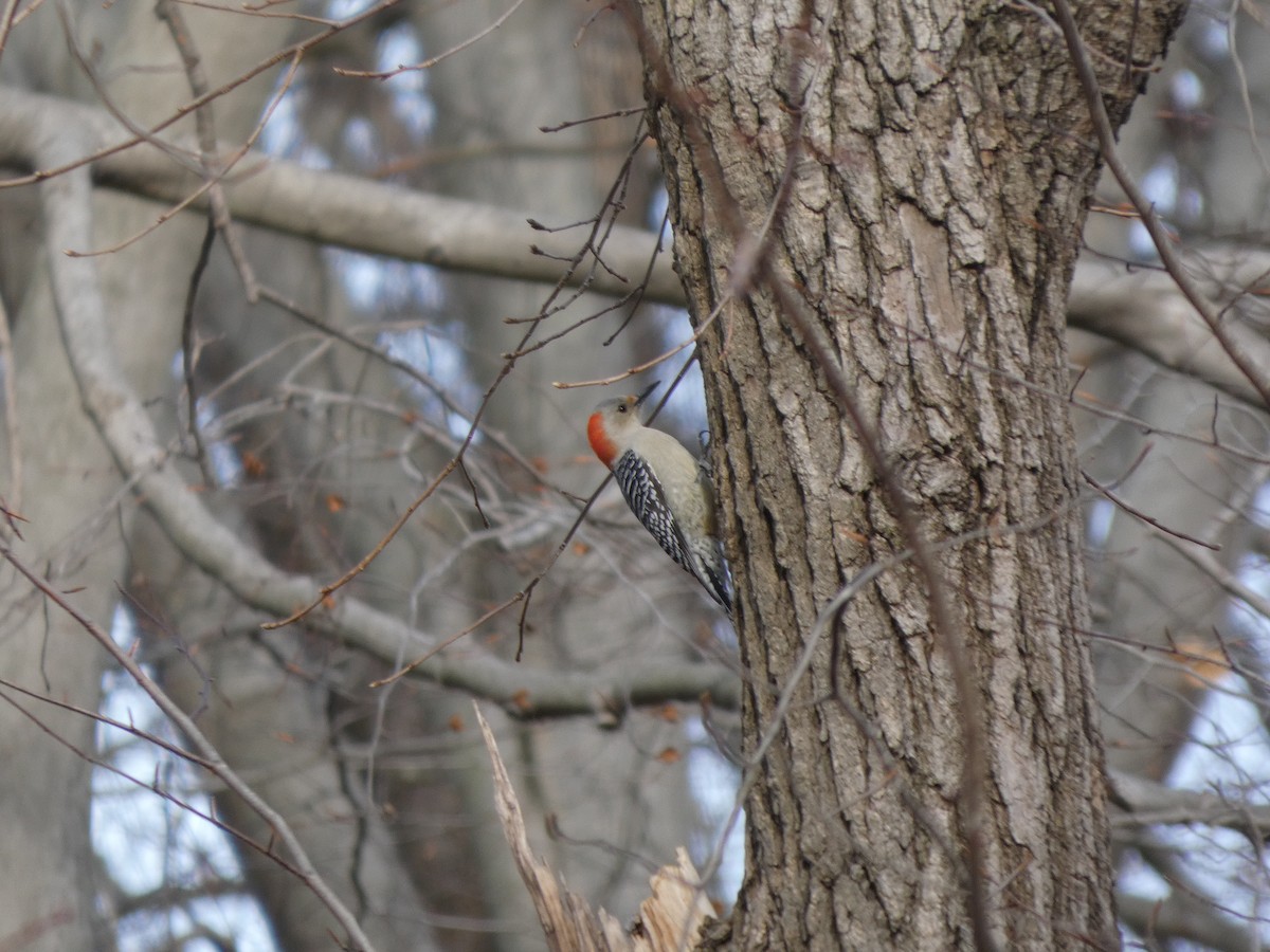 Red-bellied Woodpecker - ML646861582