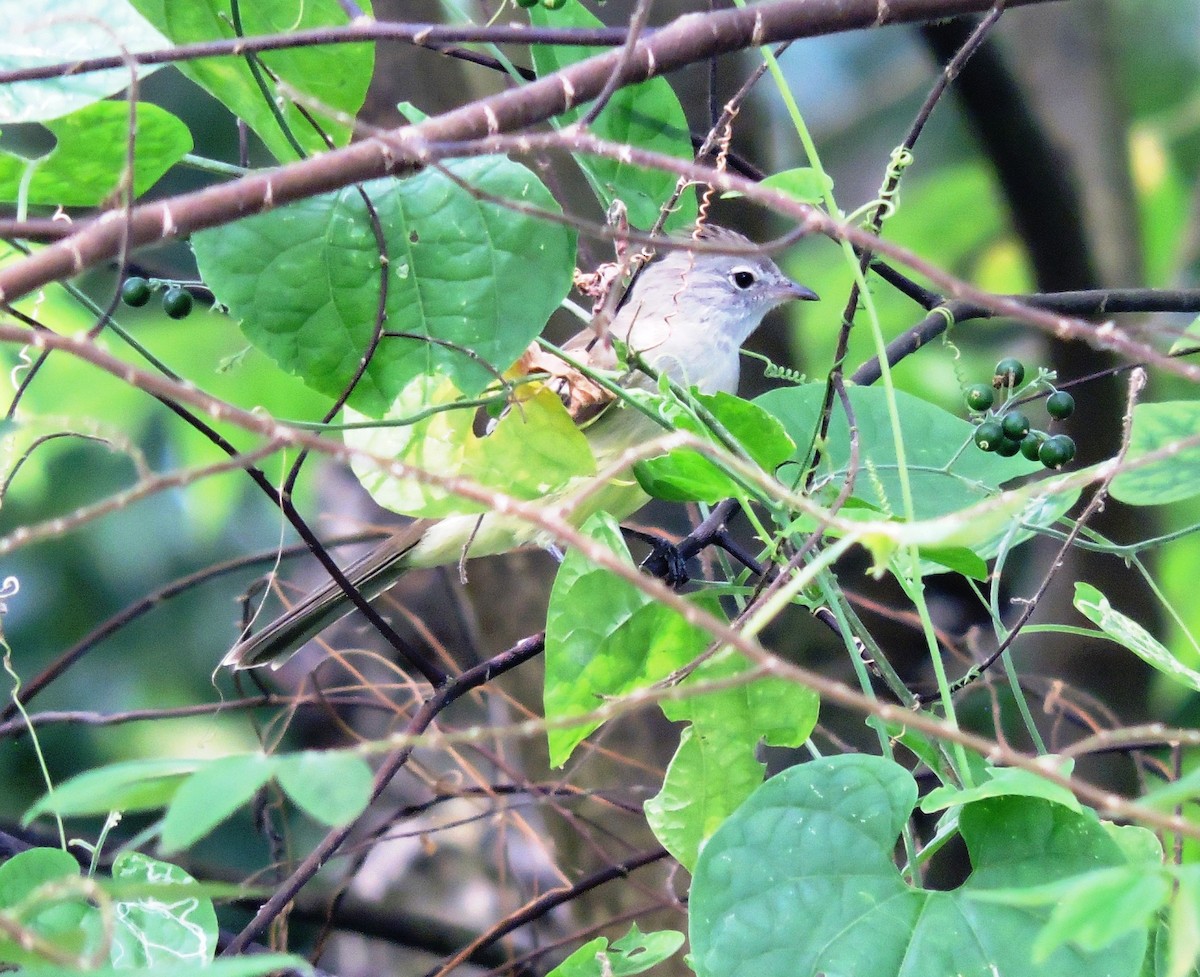 Tropical Mockingbird - ML646861584
