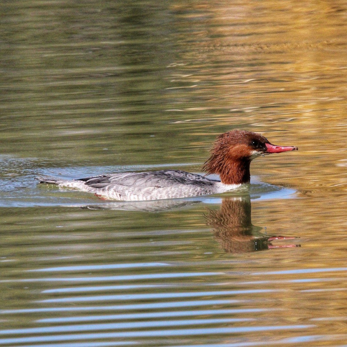 laksand - ML646861585