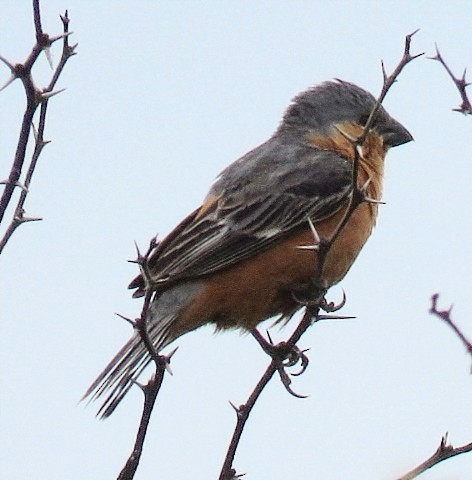 Rufous-rumped Seedeater - ML646861586