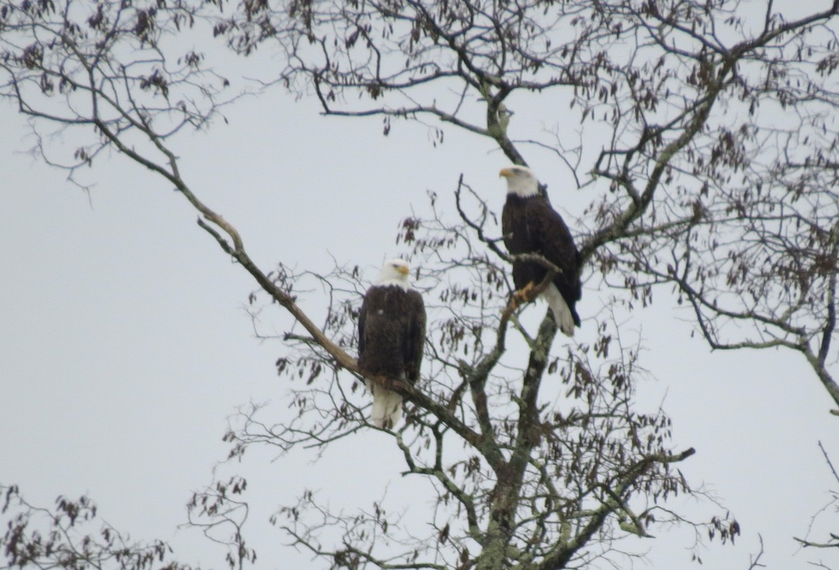 hvithodehavørn - ML646861588