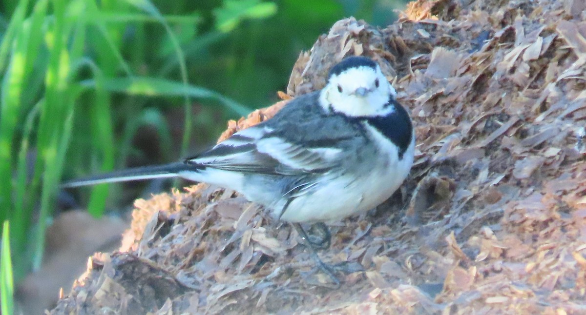 White Wagtail (British) - ML646861589
