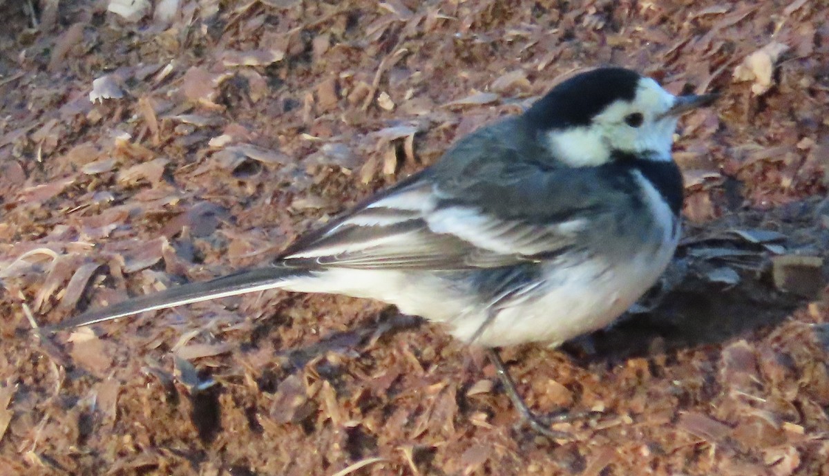 White Wagtail (British) - ML646861590