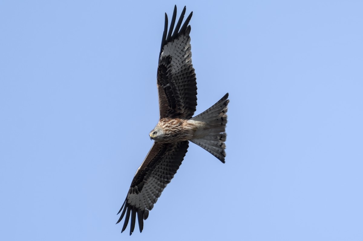 rødglente - ML646861595