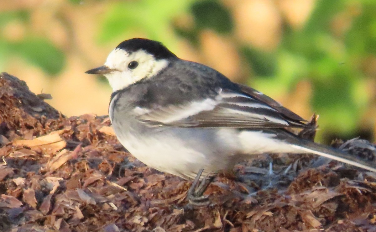 White Wagtail (British) - ML646861598