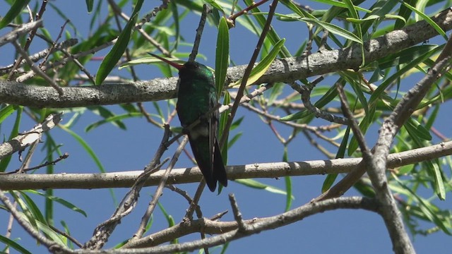 Сверкающий изумруд - ML646861605