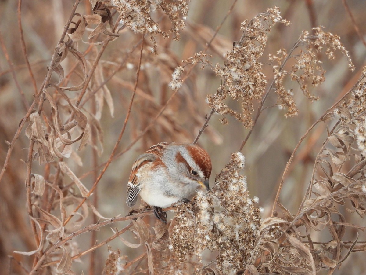 Пасовник північний - ML646861606
