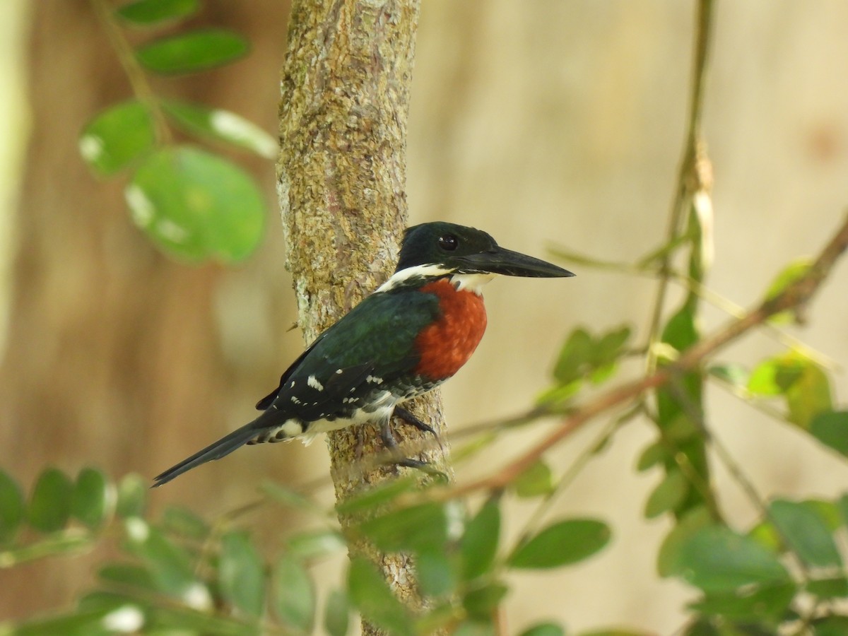 Amazon Kingfisher - ML646861608