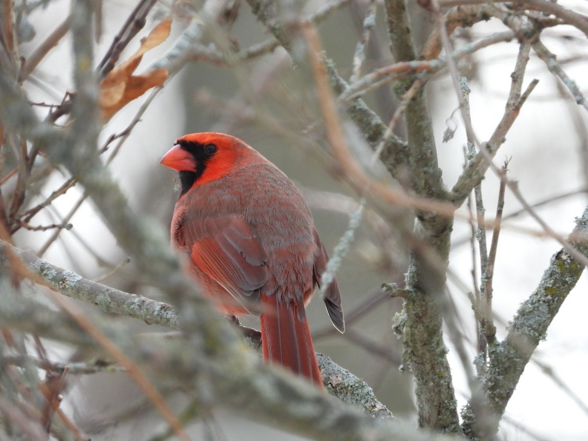 Кардинал червоний - ML646861609