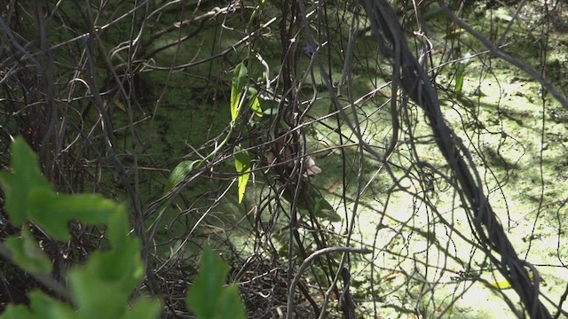 Бело-рыжий коростелёк - ML646861616