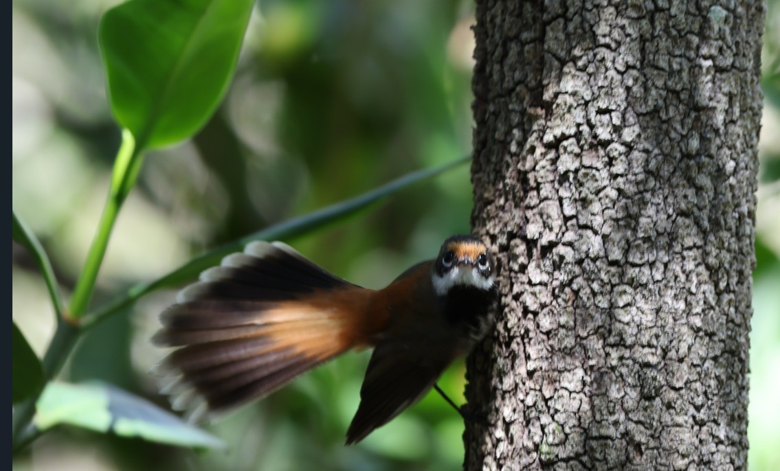 Australian Rufous Fantail - ML646861617