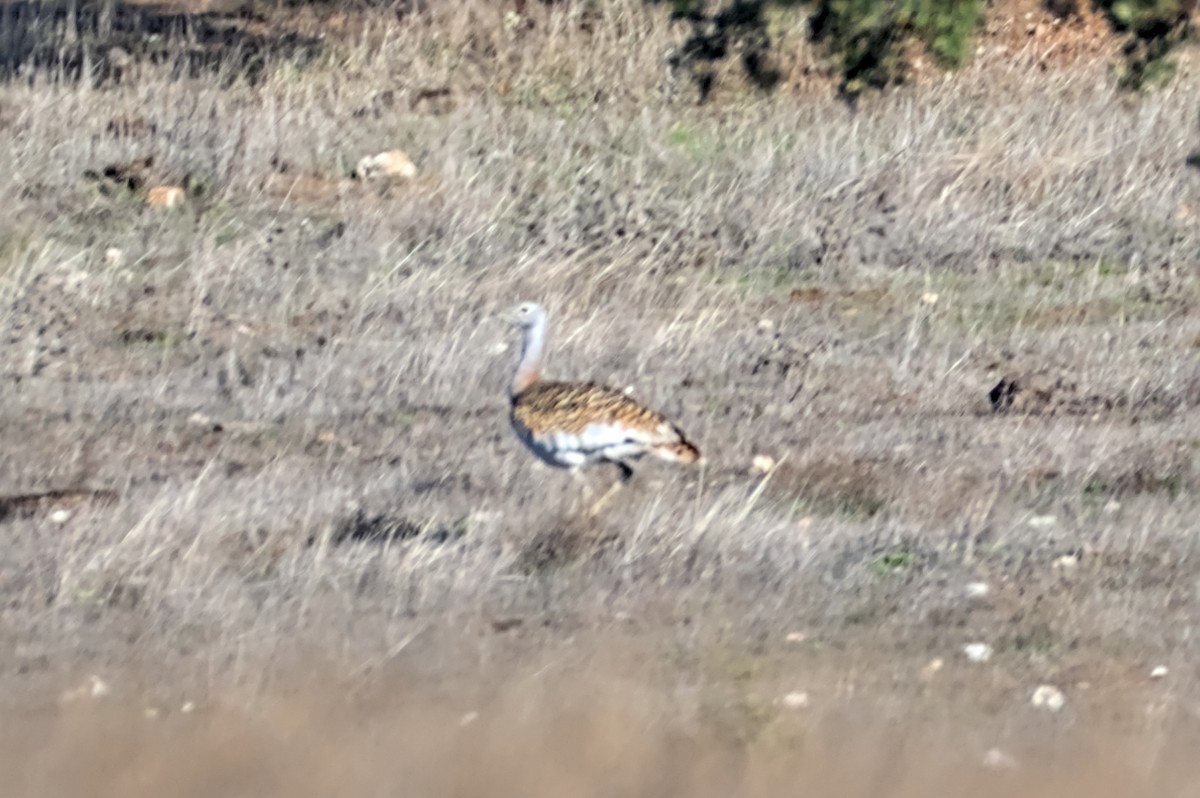 stortrappe - ML646861619