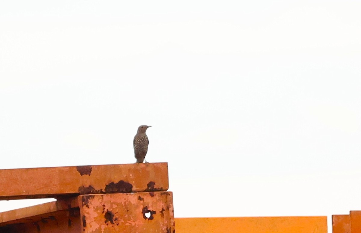 skalník modrý - ML646861627