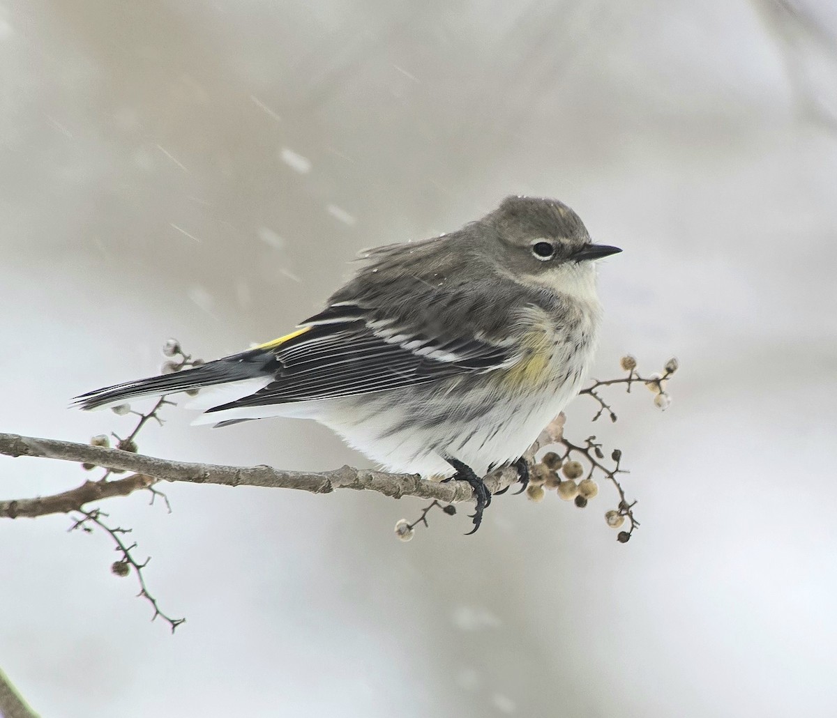 Taçlı Ötleğen - ML646861630