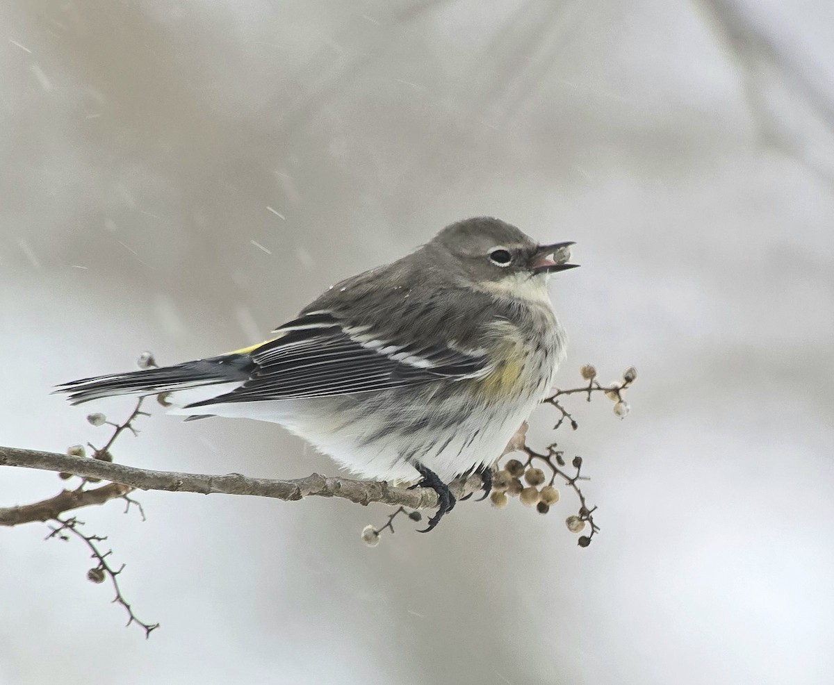 Taçlı Ötleğen - ML646861631