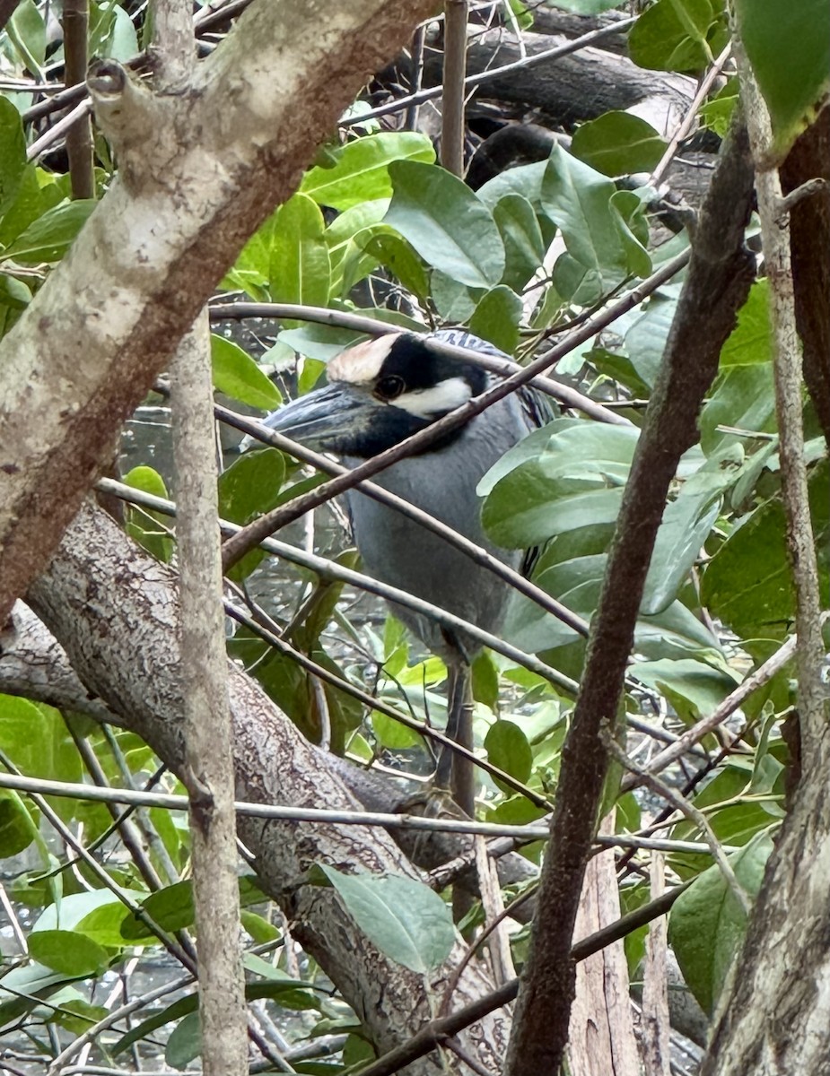 Sarı Tepeli Gece Balıkçılı - ML646861633