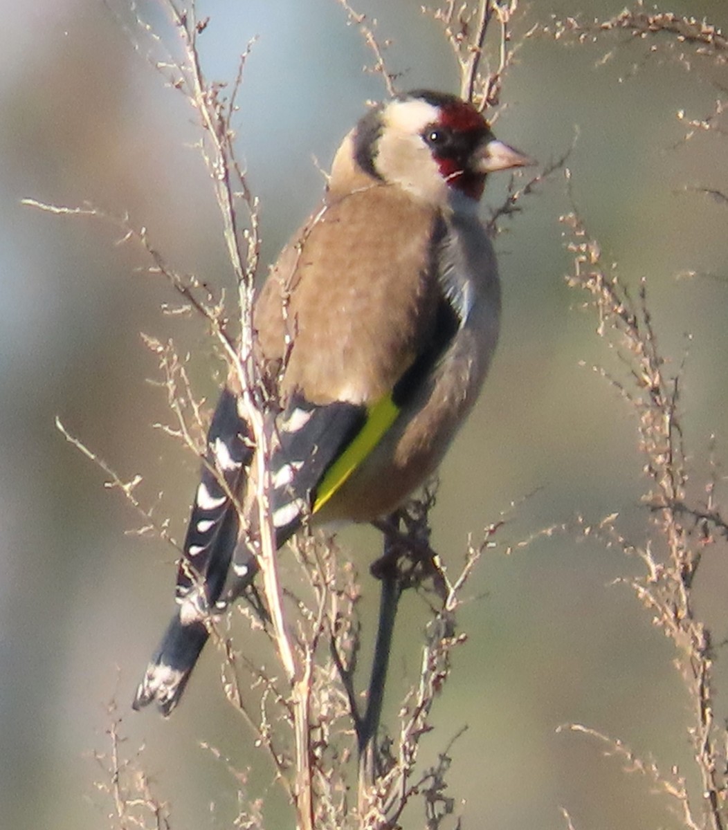 Cardellino - ML646861635