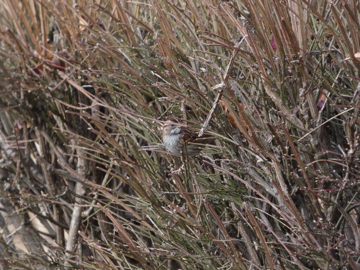 White-throated Sparrow - ML646861638