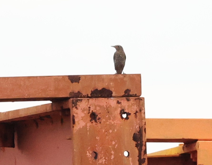 skalník modrý - ML646861639