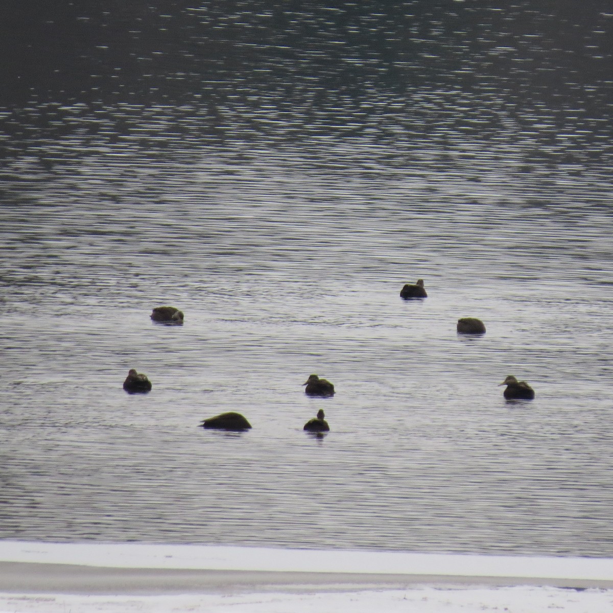 rødfotand - ML646861640