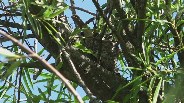 Короткоклювая эления - ML646861641