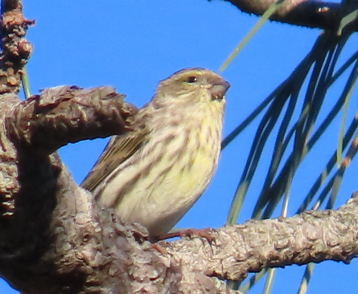 Txirriskila arrunta - ML646861642