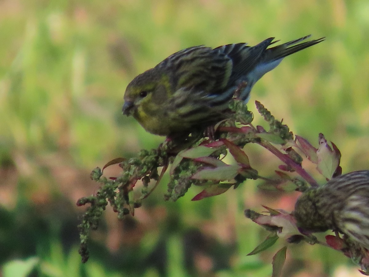 Txirriskila arrunta - ML646861644