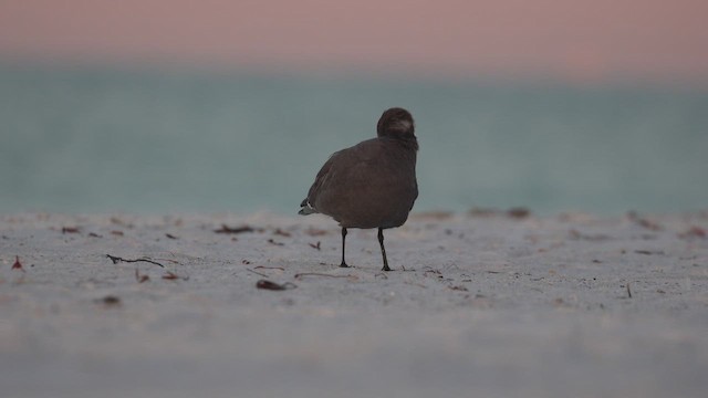 Gray Gull - ML646861646