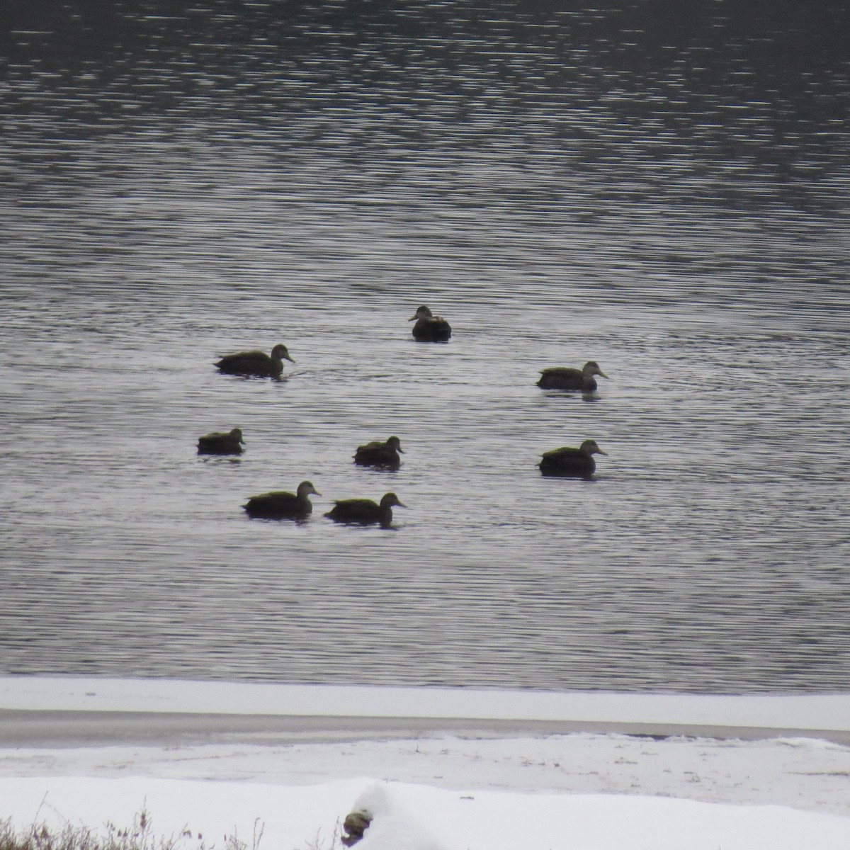 rødfotand - ML646861654