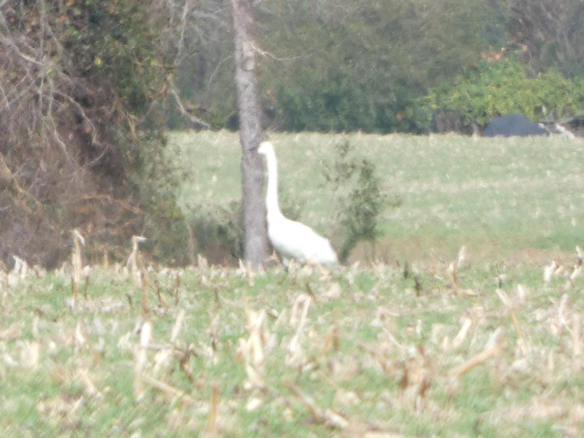 小天鵝 - ML646861655