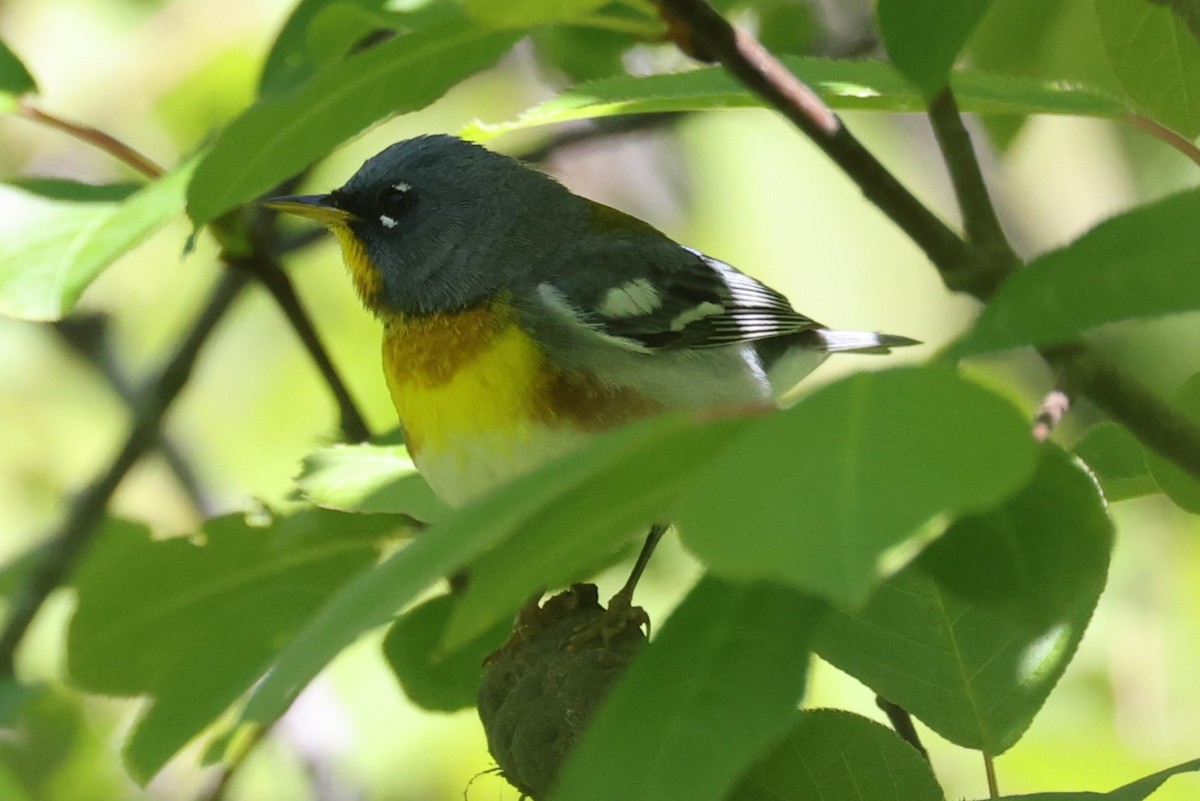 Northern Parula - ML646861656