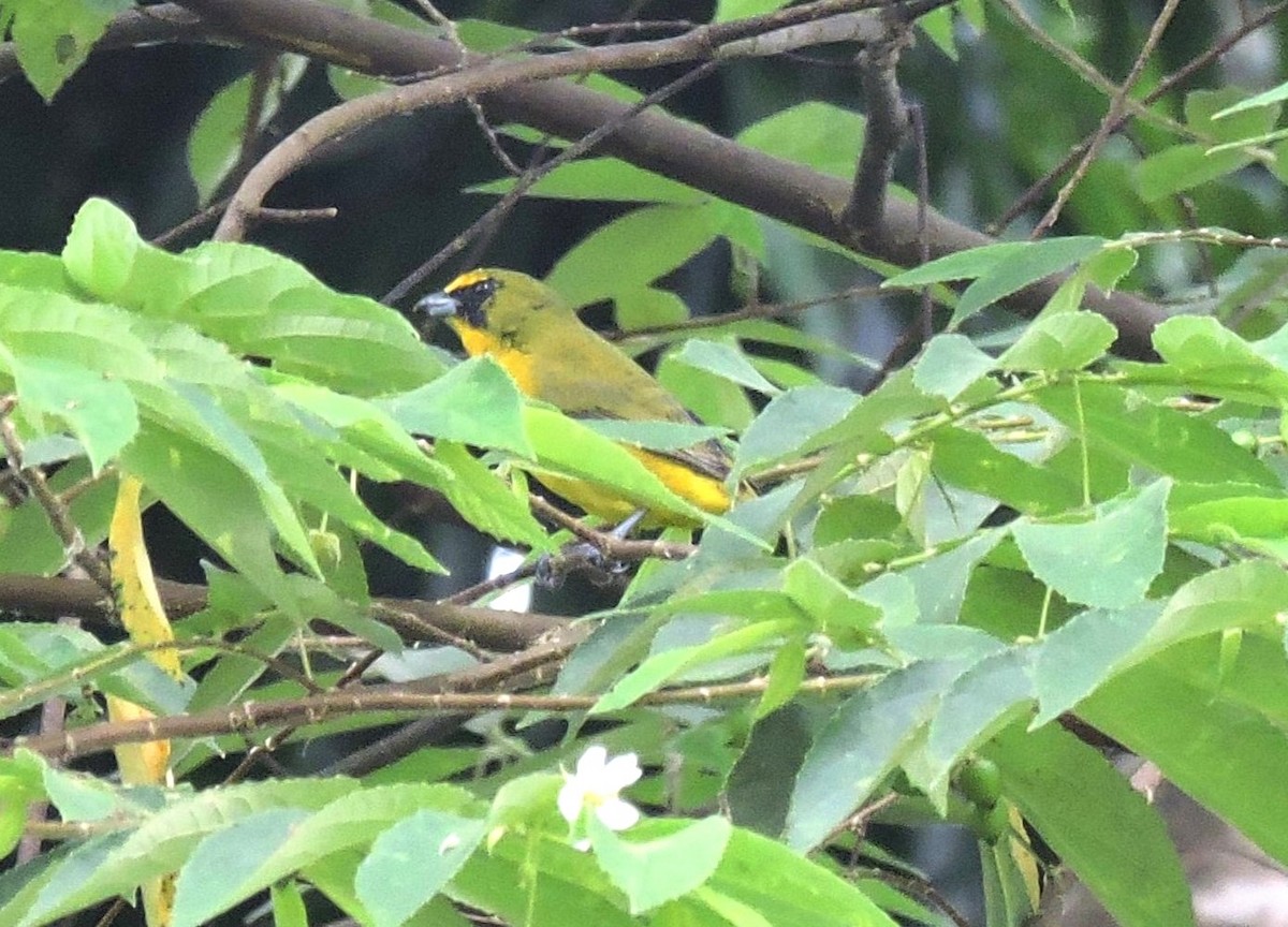 Eufonia Piquigruesa - ML646861658