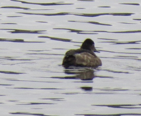 ringand - ML646861659