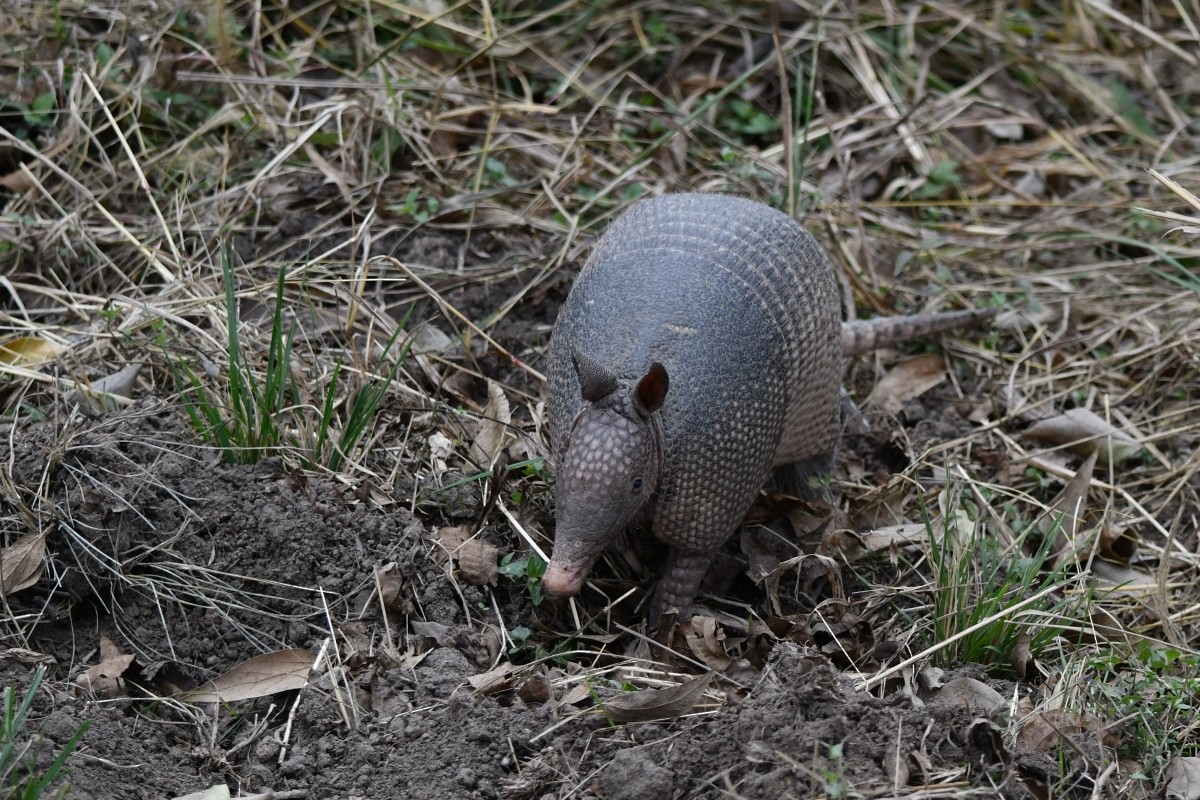 Nine-banded Armadillo - ML646861660
