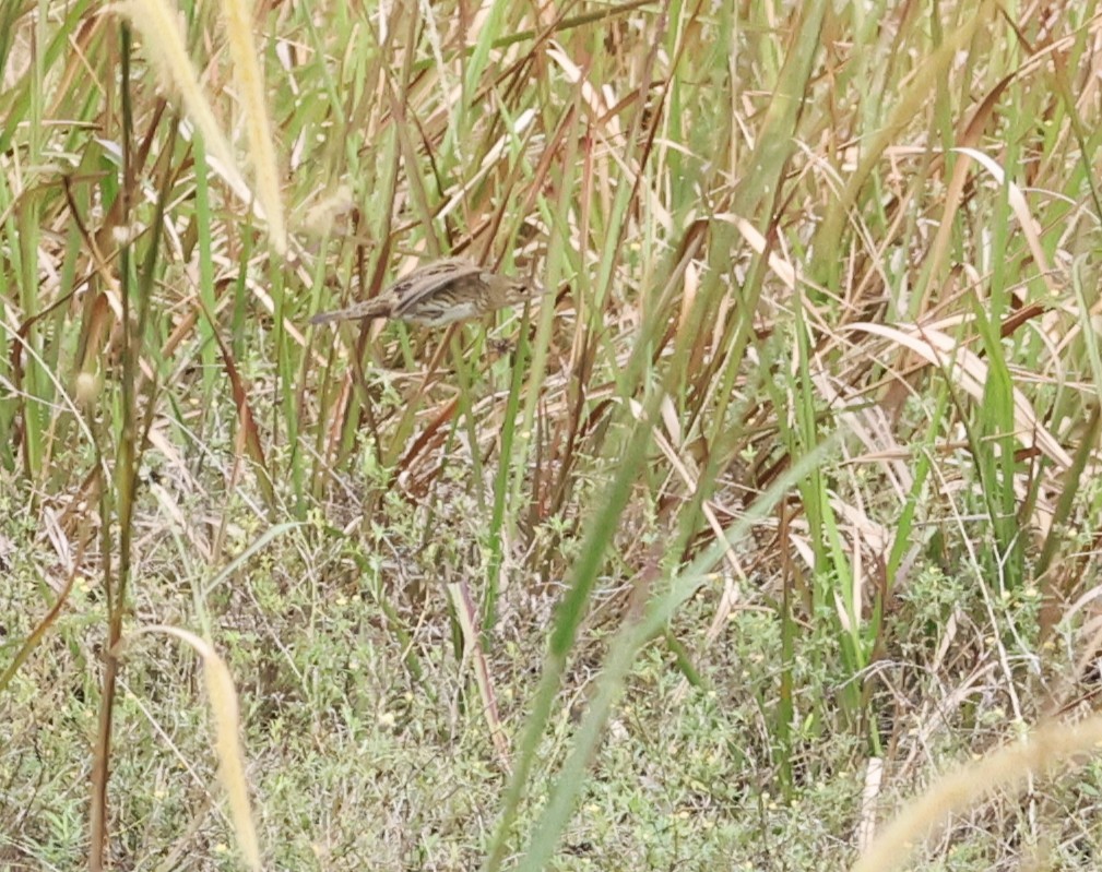 cvrčilka žíhaná - ML646861662