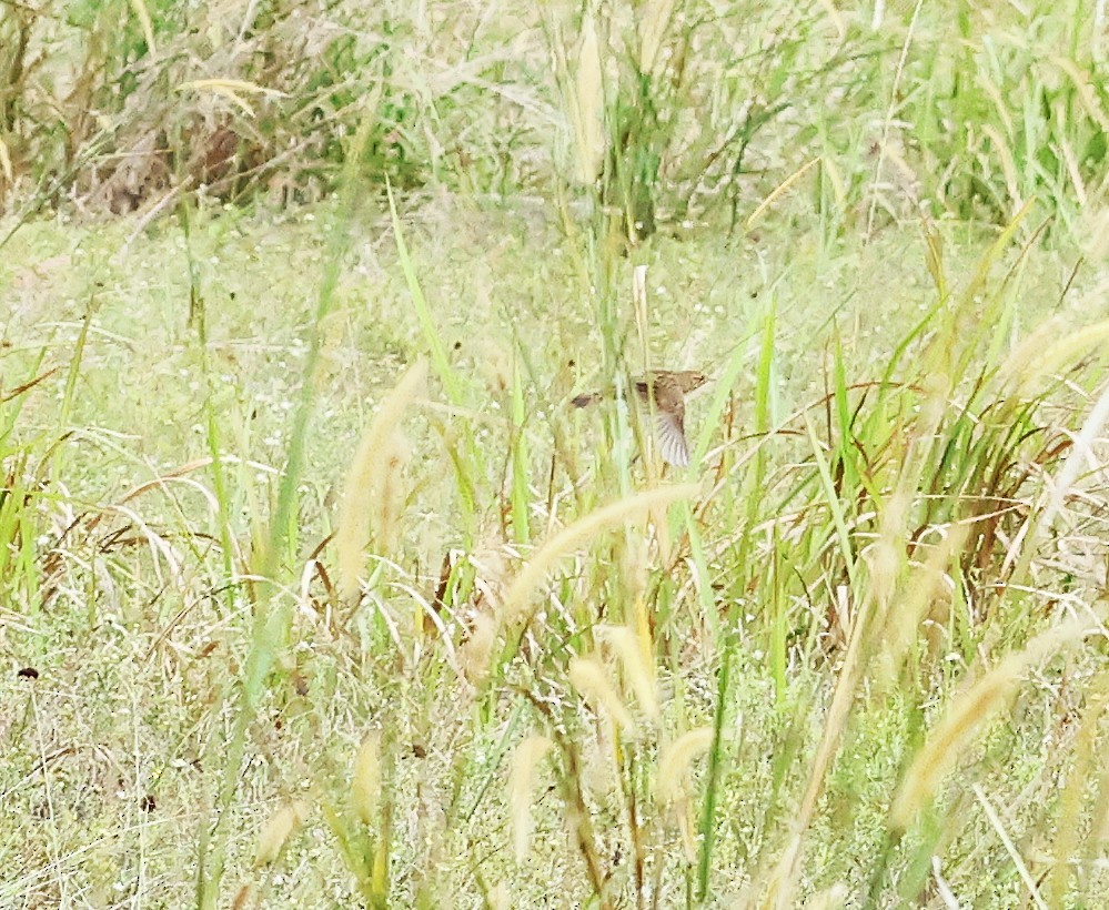 cvrčilka žíhaná - ML646861663