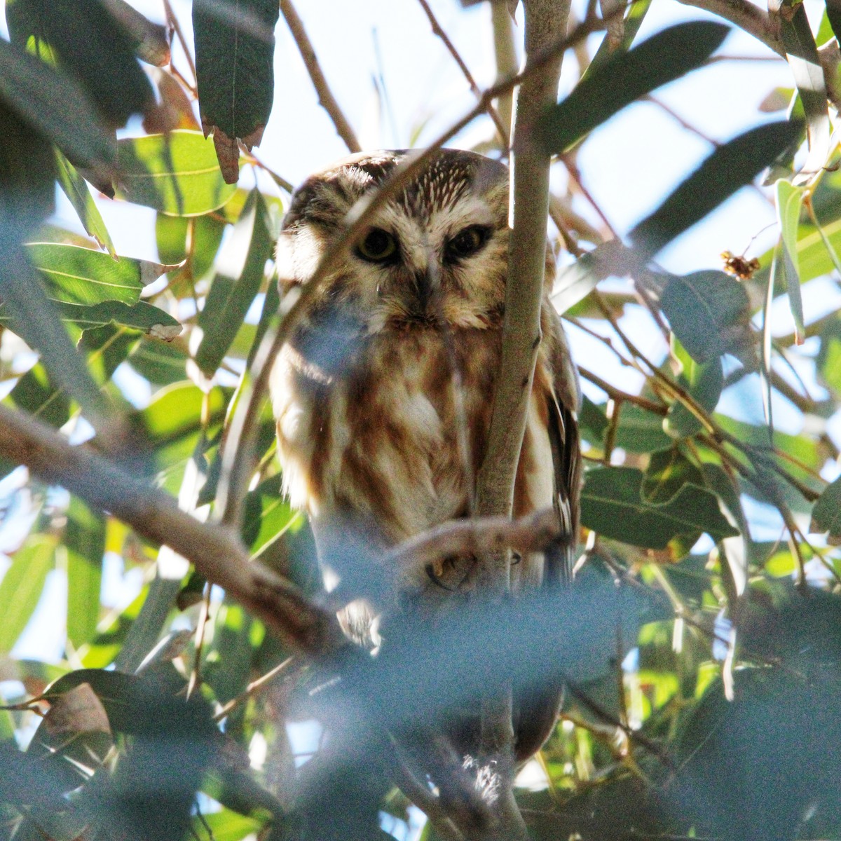 slipeugle - ML646861666