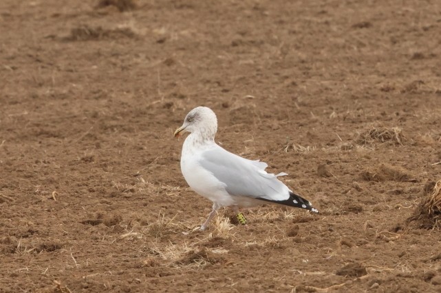 Silbermöwe - ML646861669