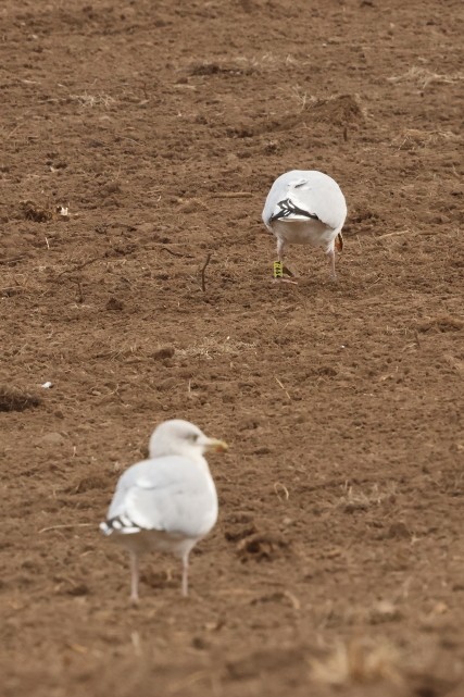 Silbermöwe - ML646861670