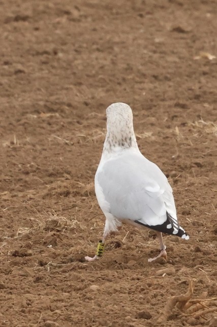 Silbermöwe - ML646861671