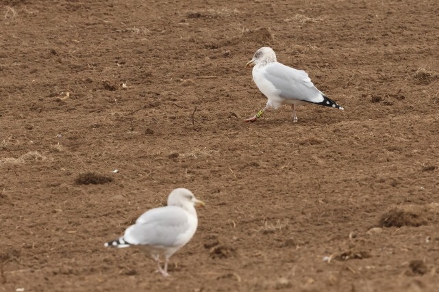 Silbermöwe - ML646861672