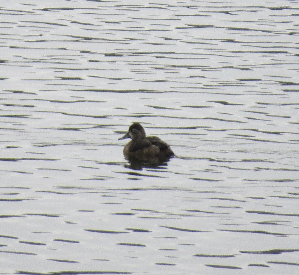 ringand - ML646861674