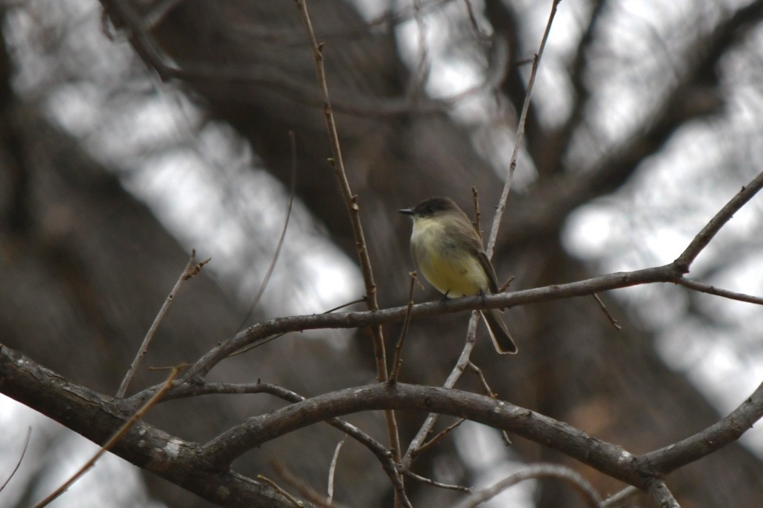 gråfibi - ML646861675