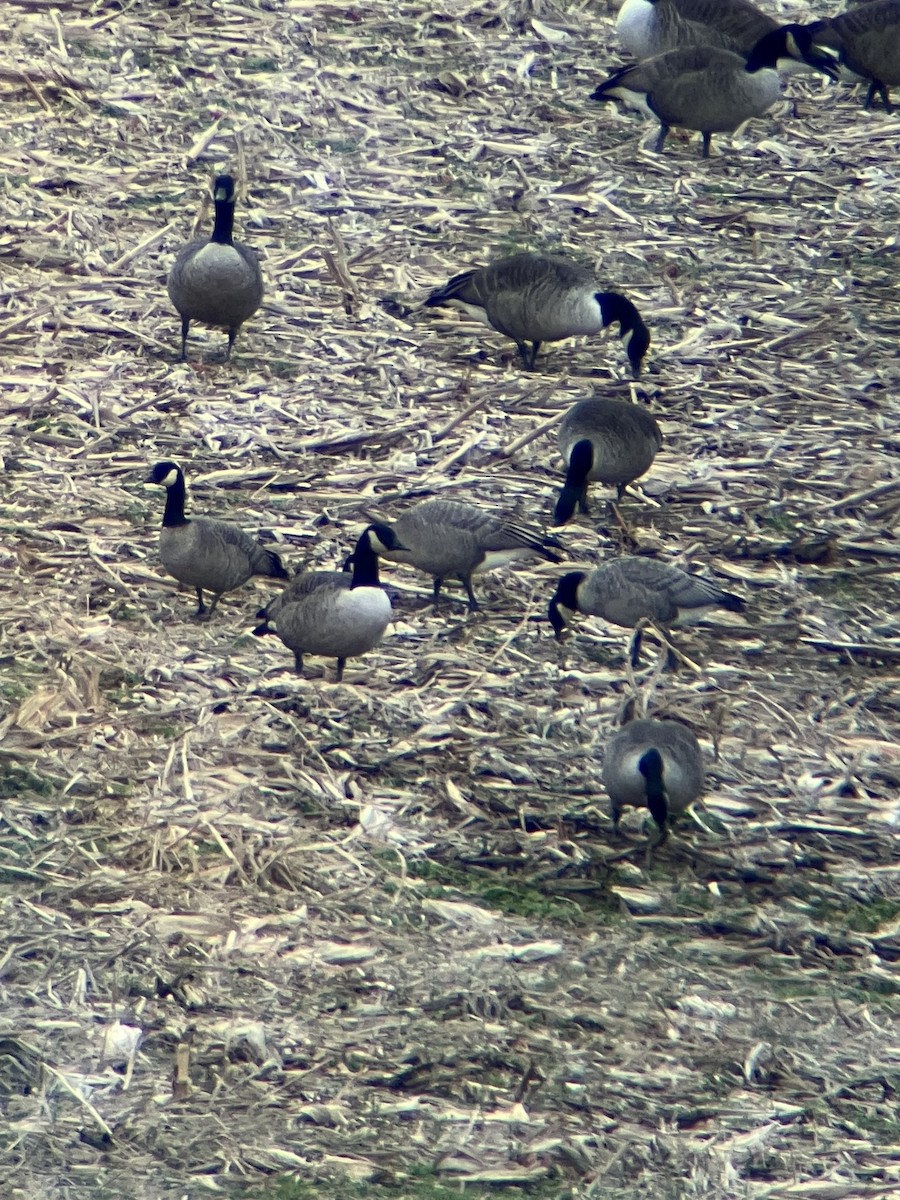 Oca canadese minore (hutchinsii) - ML646861676