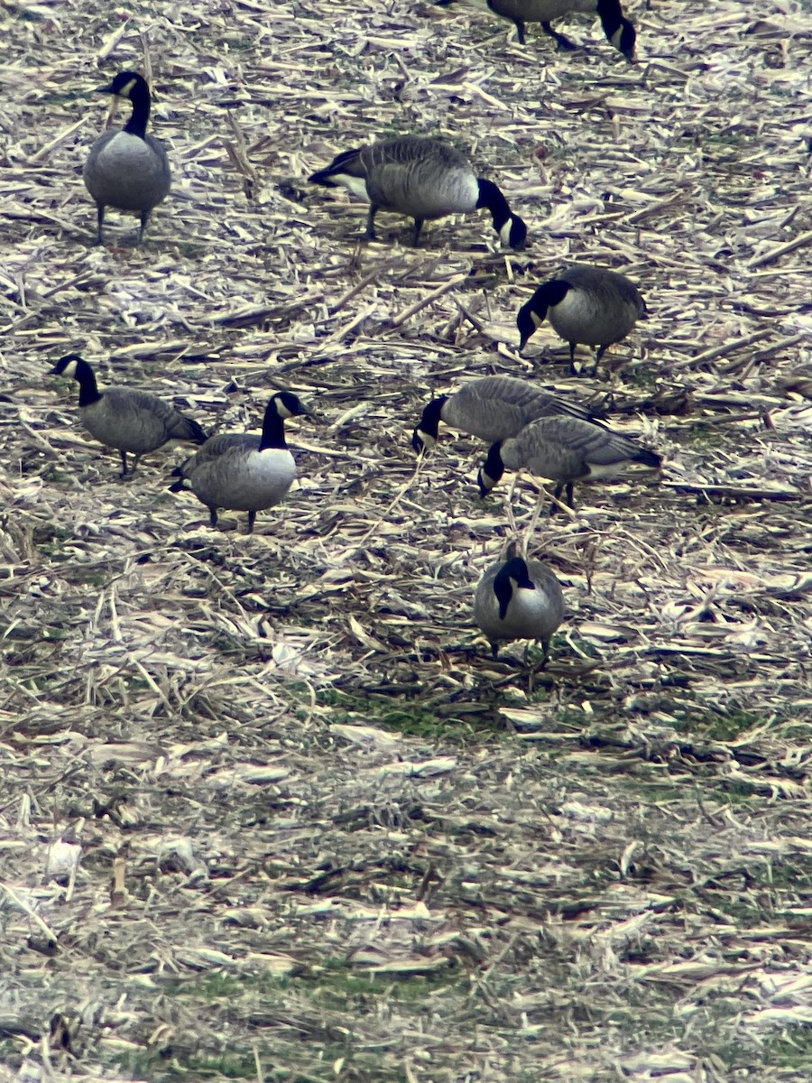 Oca canadese minore (hutchinsii) - ML646861677