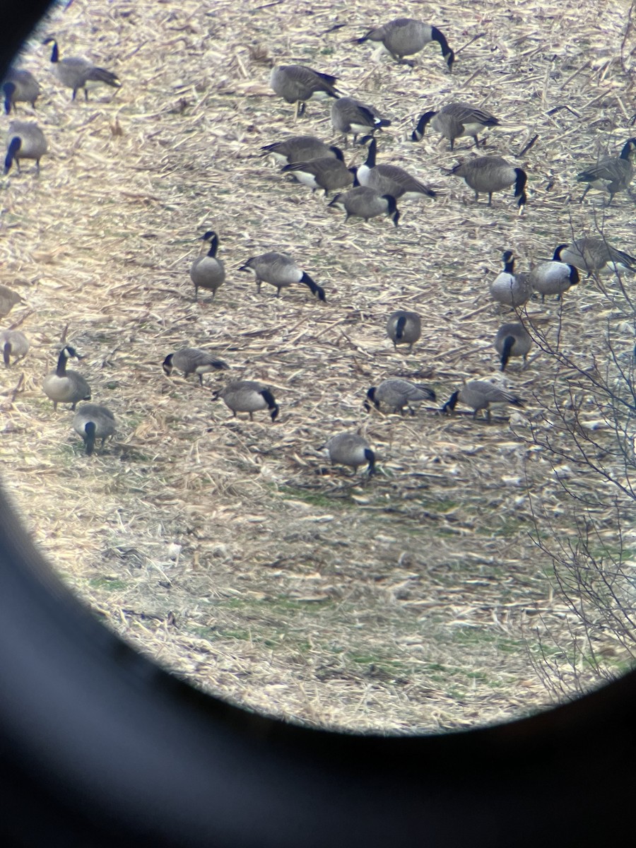 Oca canadese minore (hutchinsii) - ML646861678