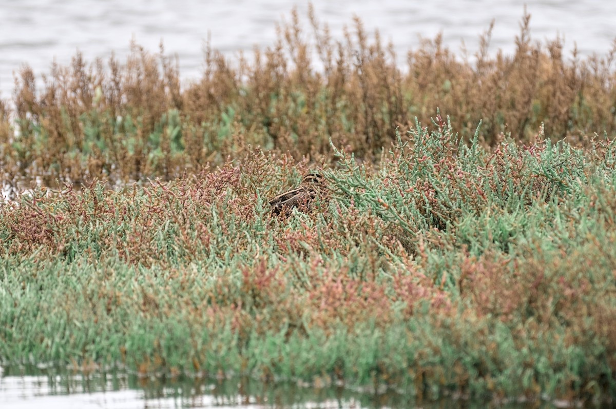 חרטומית ביצות - ML646861679