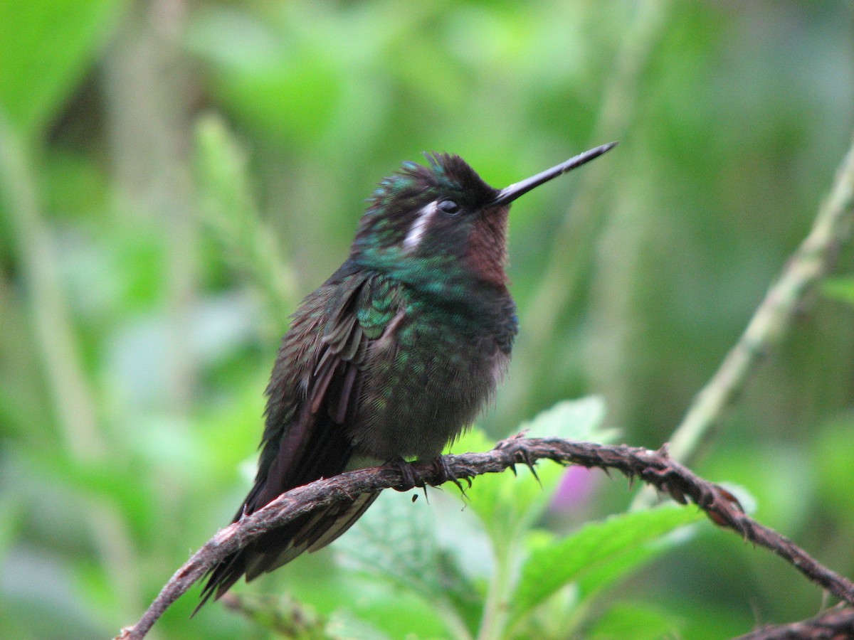 Purple-throated Mountain-gem - ML646861681