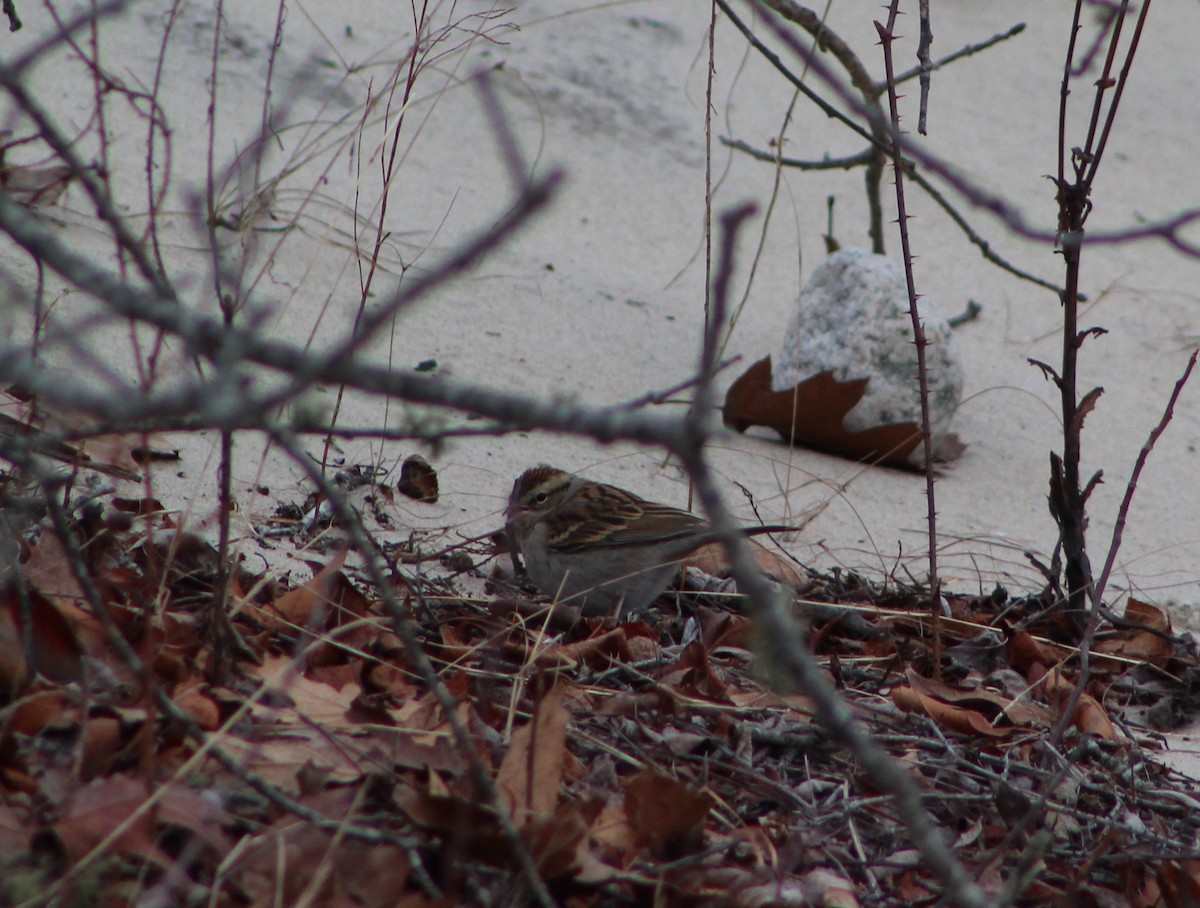 Chipping Sparrow - ML646861682